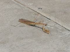 Tenodera superstitiosa