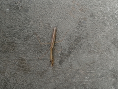 Tenodera superstitiosa