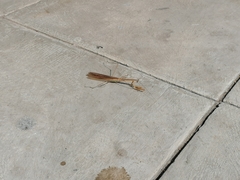 Tenodera superstitiosa