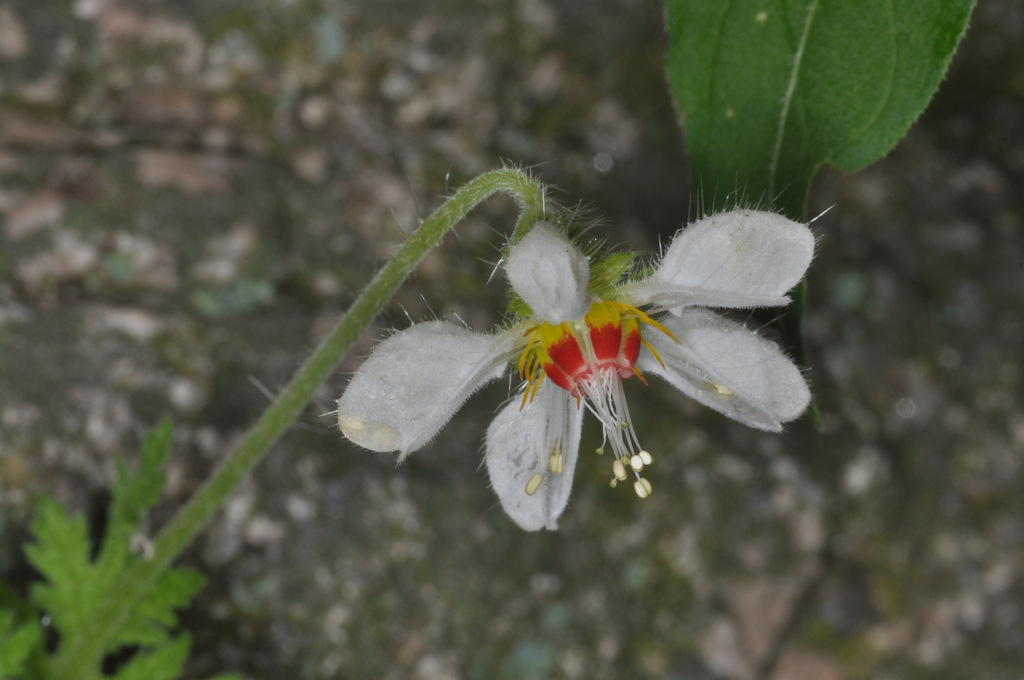 Blumenbachia hieronymi; photograph (c) aacocucci, some rights reserved (CC BY)