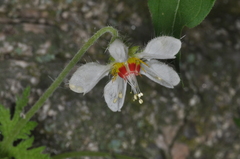 (c) aacocucci, some rights reserved (CC BY) Blumenbachia hieronymi, photograph (c) aacocucci, some rights reserved (CC BY)