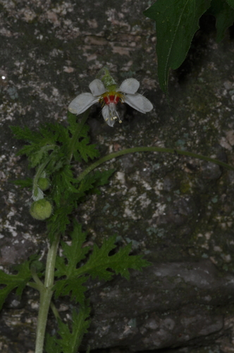 Blumenbachia hieronymi, photograph 3