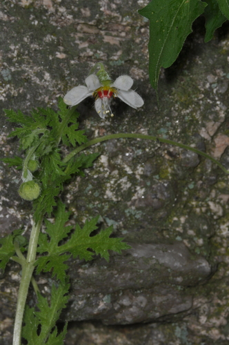 Blumenbachia hieronymi, photograph 4