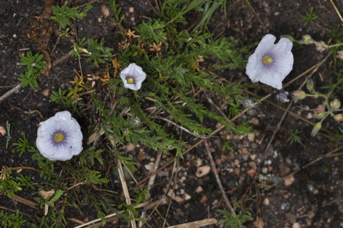 dwarf cupflower (Nierembergia linariifolia)