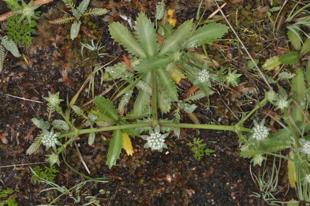 Eryngium nudicaule; photograph (c) aacocucci, some rights reserved (CC BY)
