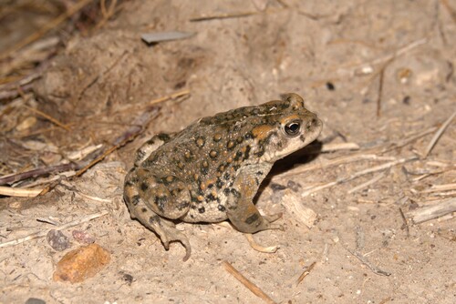 Amargosa Toad (Anaxyrus nelsoni), a species recorded in Nevada