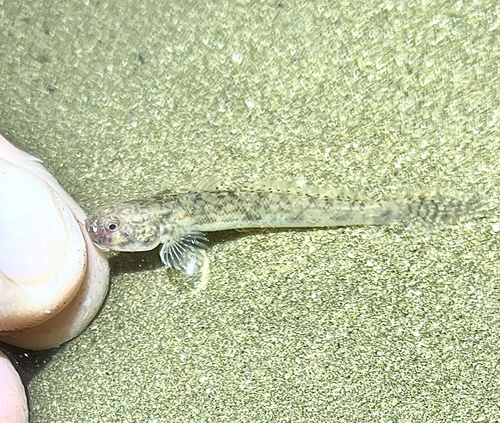 Longtail goby (Ctenogobius sagittula) — Gobiidae — 5