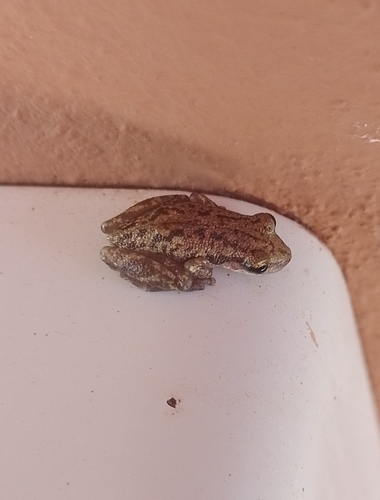 Stauffer's Tree Frog (Scinax staufferi)