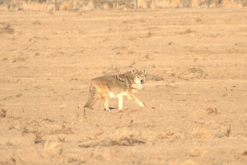Coyote photographed in Nevada