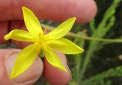 Bobartia paniculata