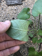 Ipomoea plebeia