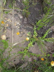 Ursinia rigidula