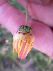 Ursinia rigidula