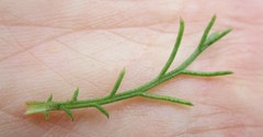Ursinia rigidula