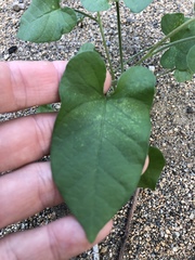 Ipomoea plebeia