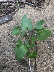 Ipomoea plebeia