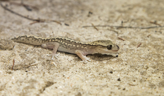 Diplodactylus vittatus