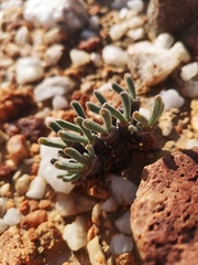 Monilaria moniliformis