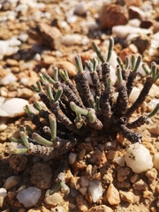 Monilaria moniliformis