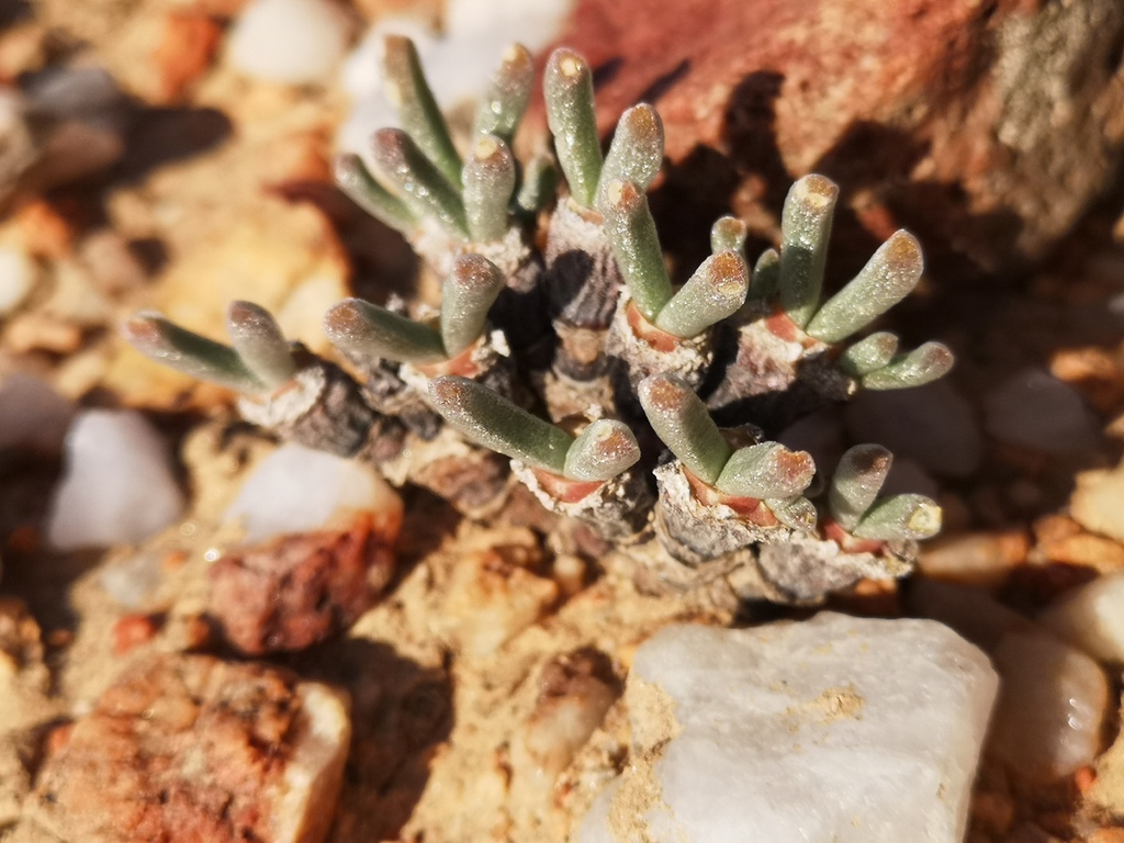 Monilaria moniliformis (Thunb.) Ihlenf. & S.Jörg.