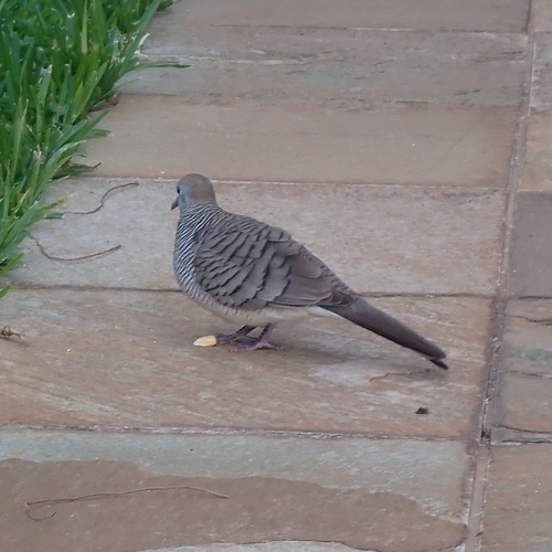 Geopelia striata observed 2025-12-29