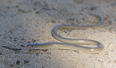 Delma butleri