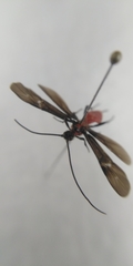 Iphiaulax