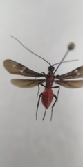 Iphiaulax