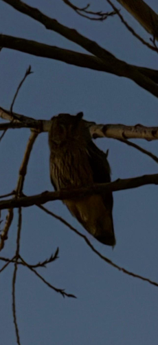 View observation of {o.common_name} on iNaturalist