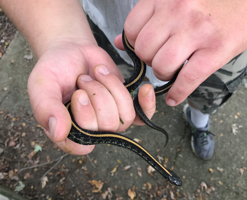 iNaturalist observation photo of Plains Garter Snake