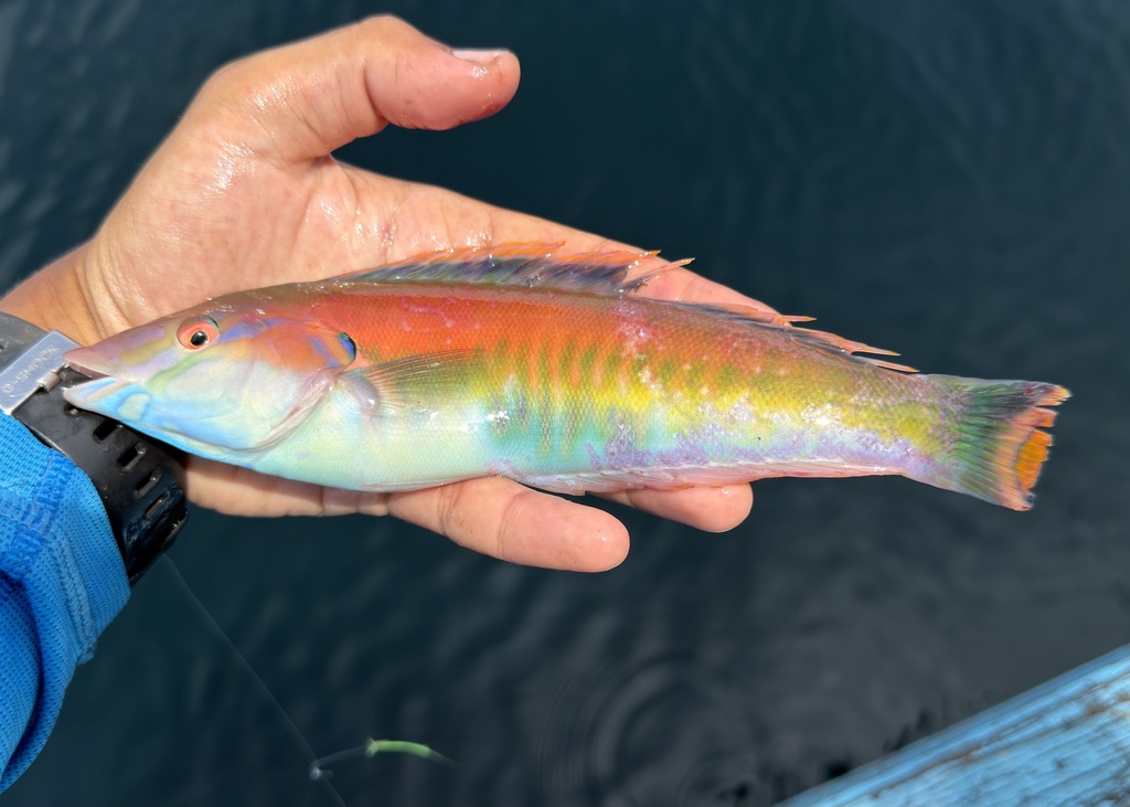Redback Longface Wrasse