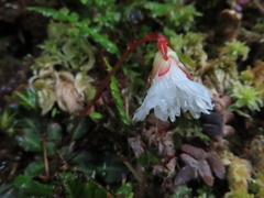 Shortia rotundifolia
