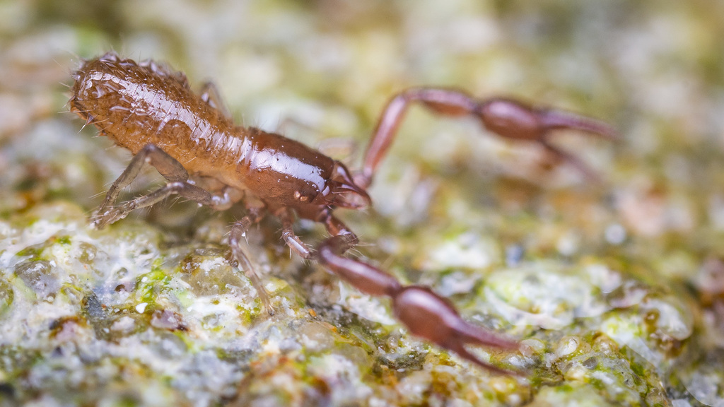 Parahyidae