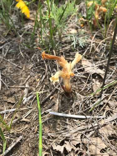 iNaturalist observation photo of clustered broomrape