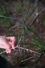 Schlechterina mitostemmatoides