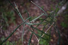 Schlechterina mitostemmatoides