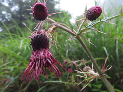 Cirsium suzukii