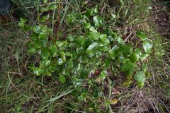 Warneckea parvifolia