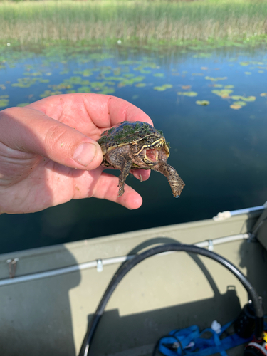 iNaturalist observation photo of Eastern Musk Turtle