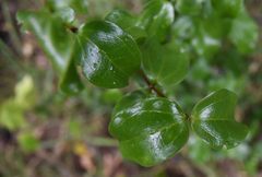 Warneckea parvifolia