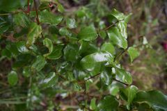 Warneckea parvifolia