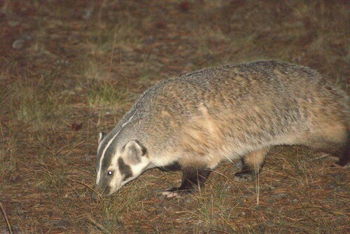 American Badger photographed in Wyoming