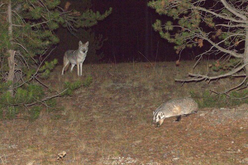 Coyote photographed in Wyoming