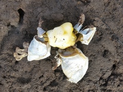 Dosima fascicularis