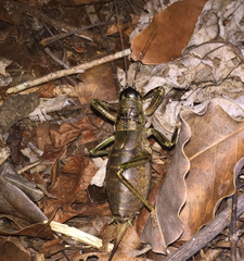 Nesoecia