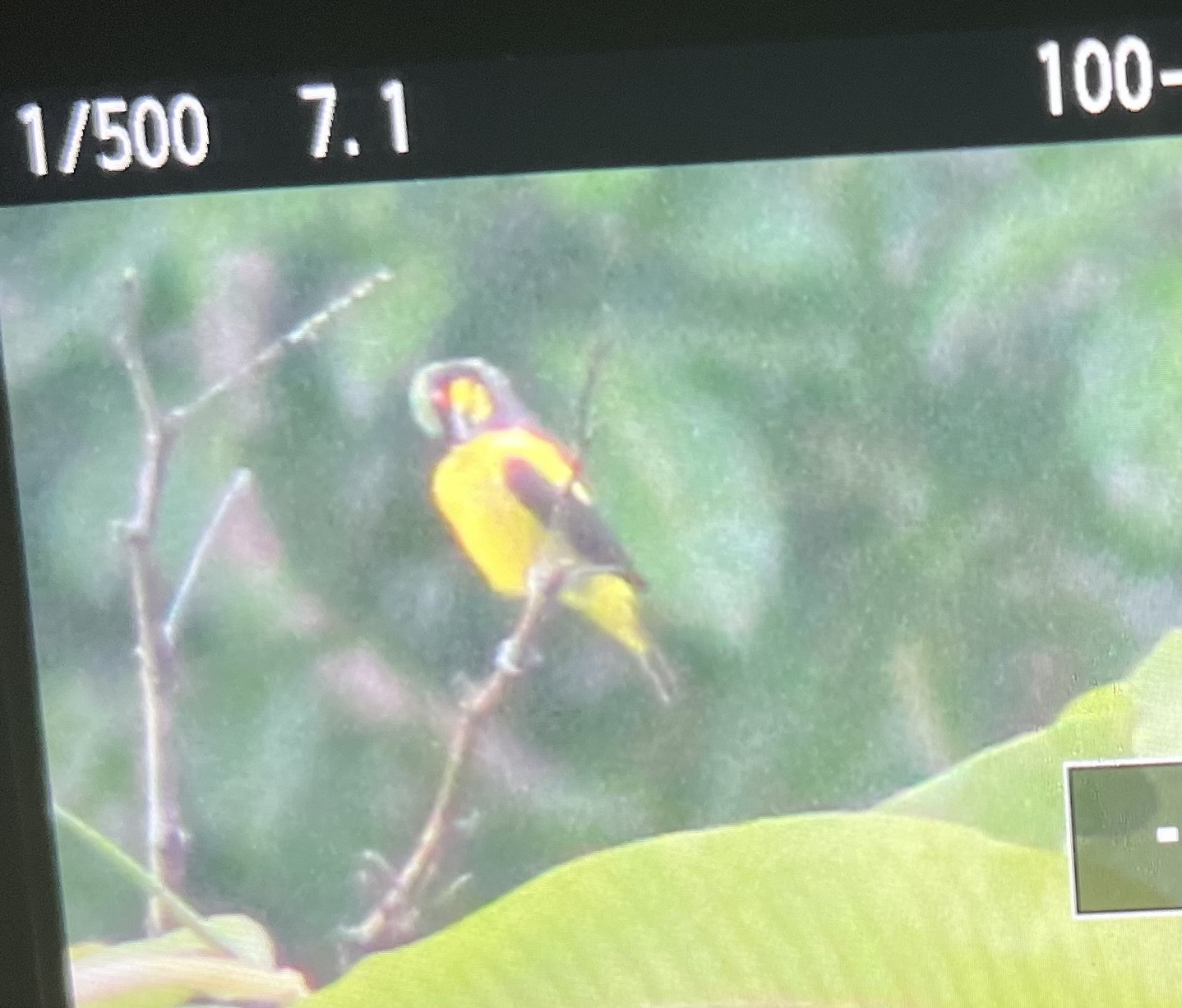 Yellow-bellied Dacnis (Dacnis flaviventer), photo 8