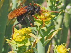 Tachypompilus ignitus