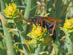 Tachypompilus ignitus
