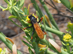 Tachypompilus ignitus
