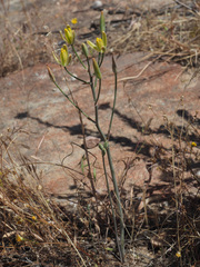 Albuca longipes